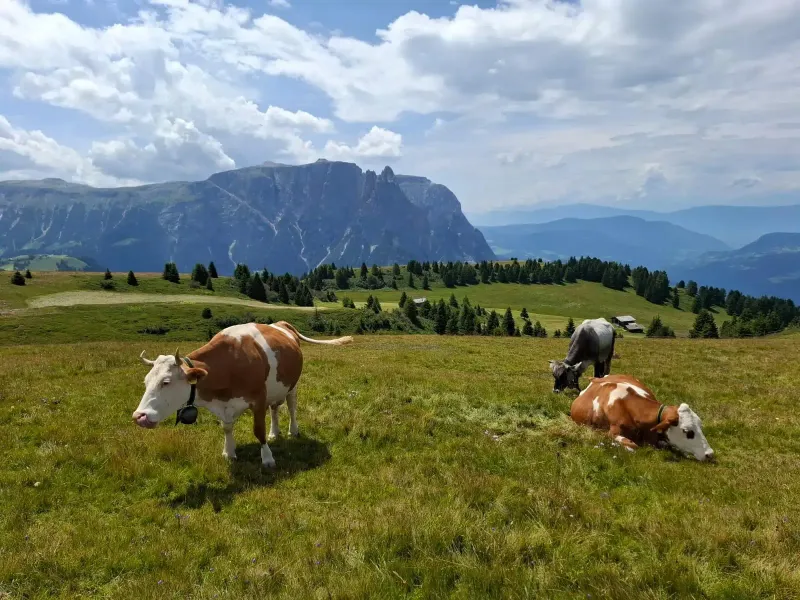 Drei Kühe auf einer grünen Bergwiese mit Nadelbäumen und einem Felsmassiv im Hintergrund unter bewölktem Himmel